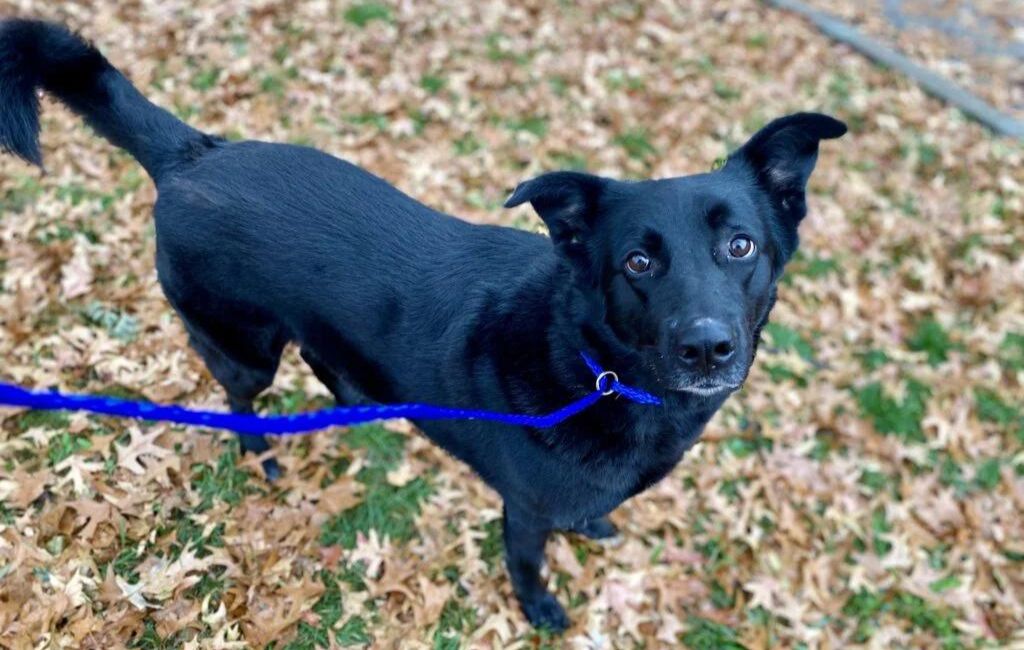 A black dog with a blue leash