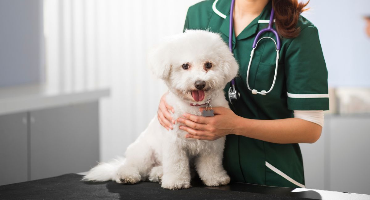 A vet in green scrubs holding a white dog