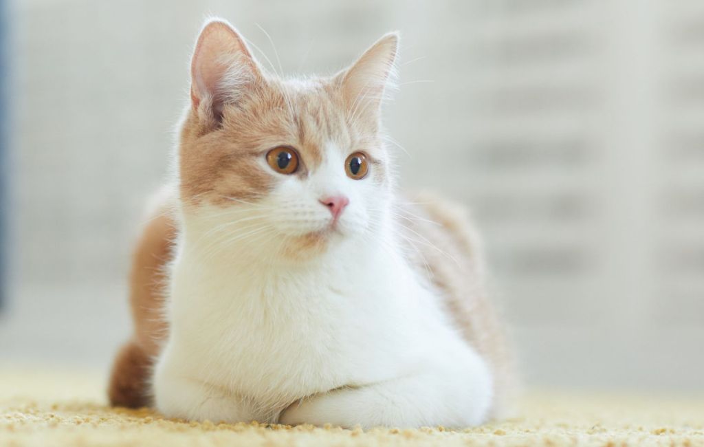 A white and brown cat sitting on a carpet