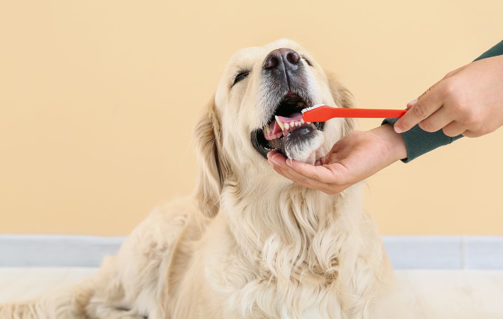 A person gently brushing the teeth of a dog