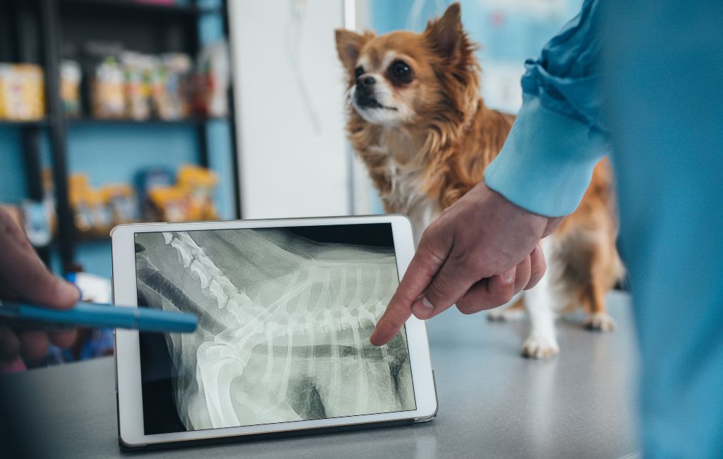 vets examining an X-ray of a pet
