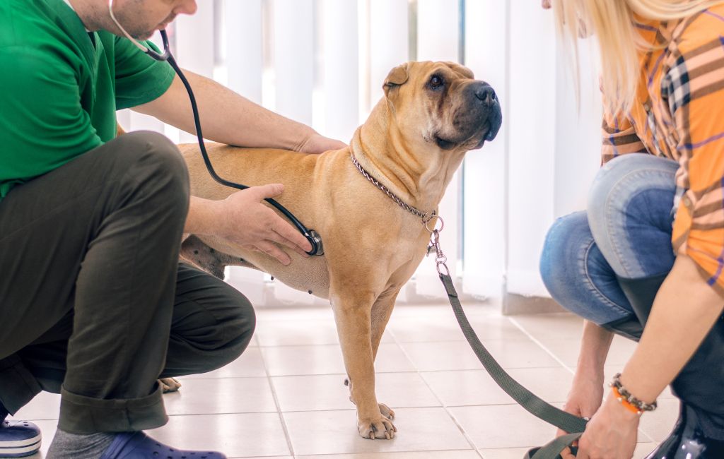 A vet checking a dog with a stethoscope