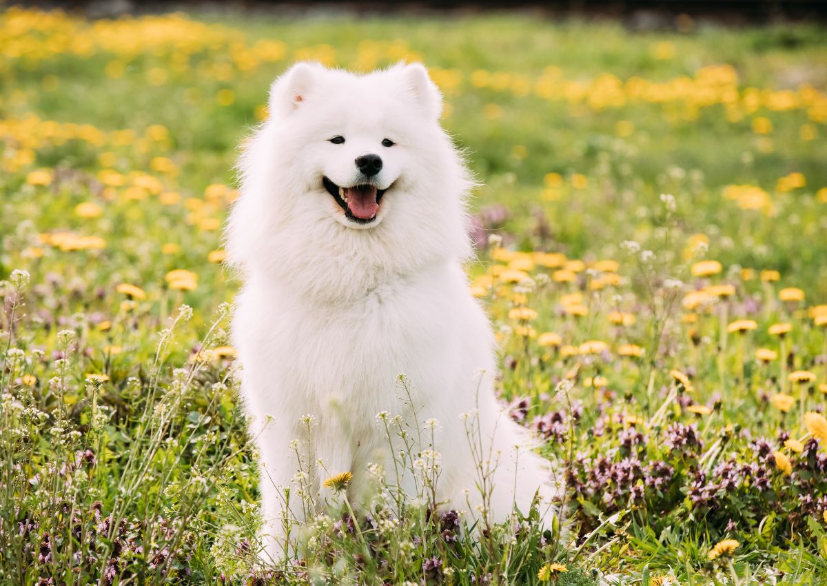 A white dog sitting in a field of flowers