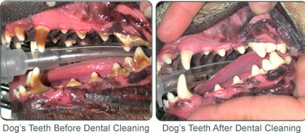 The dog's teeth before and after dental cleaning