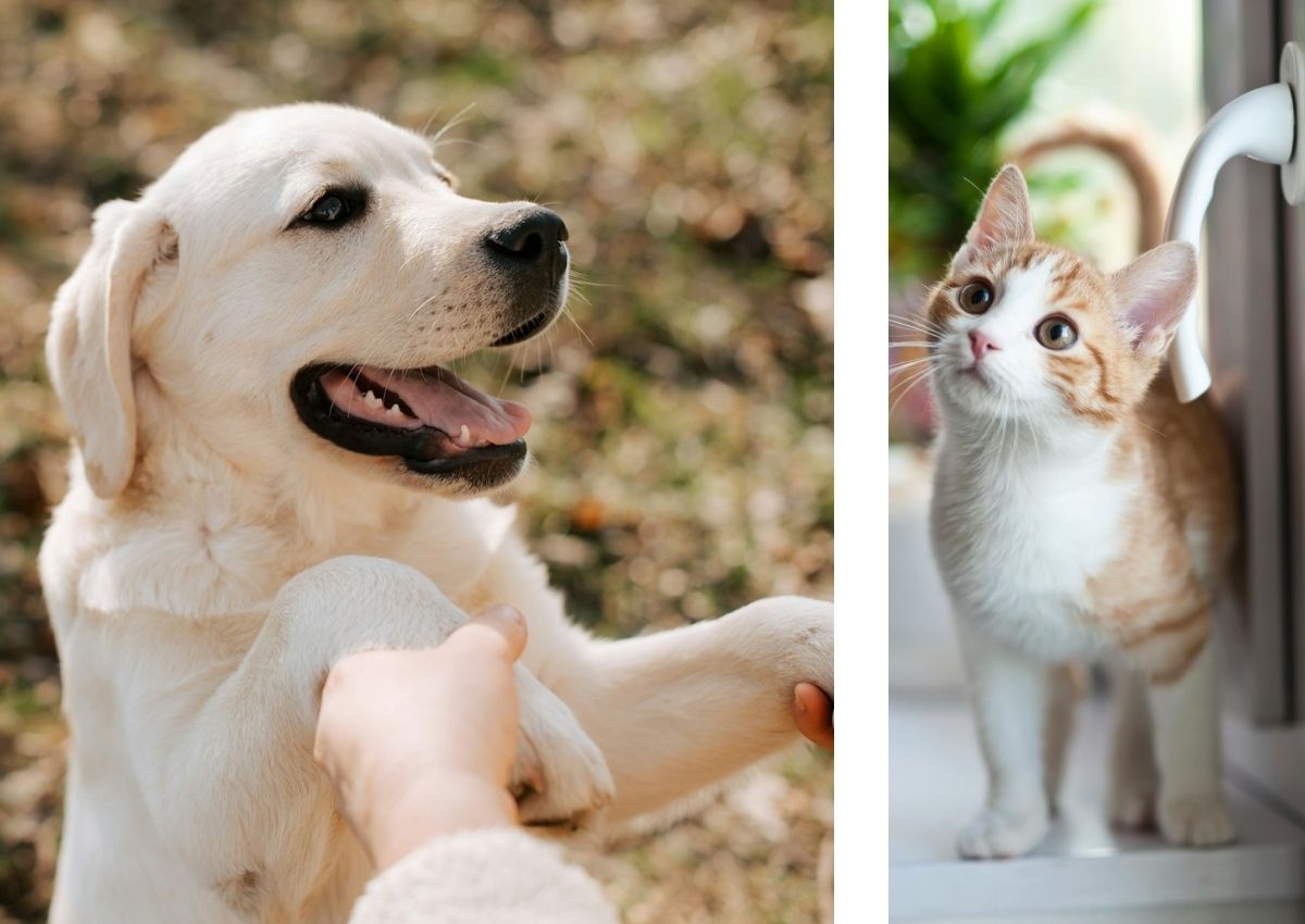 happy dog and cute cat collage
