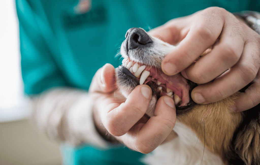 a veterinarian checking a dog's teeth