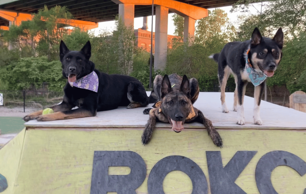 Three dogs sitting on top of a ramp
