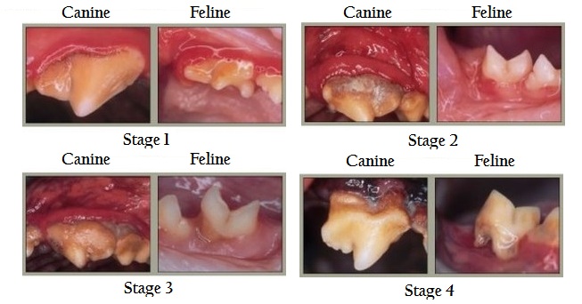 Dental staging for dogs and cats