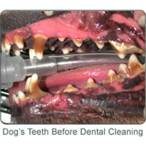 dental cleaning before