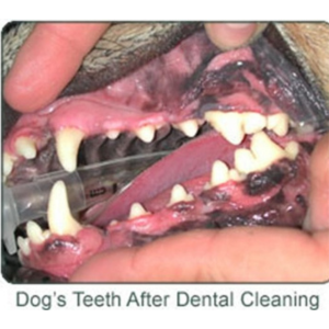 dental cleaning after