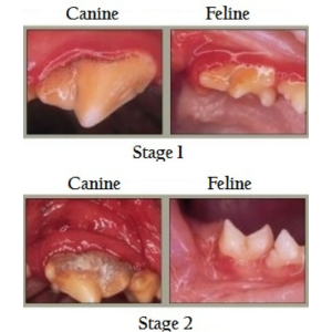 stages of dental disease