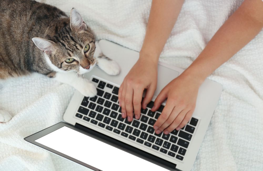 cat and laptop on white plaid